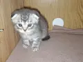 правоухи и клепоухи шотландски котета, снимка 7