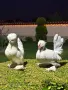 СТРУМСКИ БАНТАМ, снимка 3