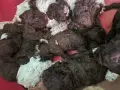Кученца Лагото Романьоло за трюфели или домашен любимец, снимка 10