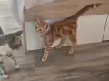 Супер гальовни котета!!!, снимка 8