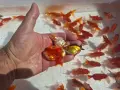 Златни рибки 1,30 евро., снимка 1