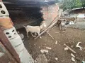 Продавам крави и кози, снимка 5