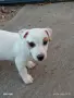 Кутре Джак Ръсел , снимка 3