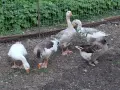 продавам гъски.., снимка 1