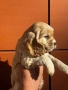 Кокер шпаньол страхотно момченце, снимка 4