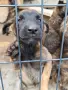 🐕 ПРОДАВАТ СЕ КУЧЕНЦА МАЛИНОА 🐕, снимка 3