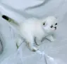 Клепоухо мъжко със сини очи , снимка 1
