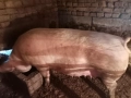Продавам свинемаика с шест прасенца , снимка 1