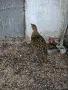 КОЛХИДСКИ ФАЗАНИ, снимка 4