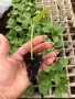 Продавам качествен разсад на корнишони, снимка 2