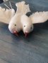 Декоративен бял Гълъб изкуствен гълъбче украса декор сватба торта парти фигурка , снимка 5