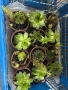 Сукуленти , снимка 3