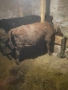 телета , снимка 2