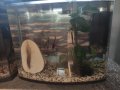 Аквариум, снимка 3