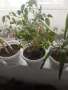 Фикус,бенджамин ,кактуси,юка,замиокулкас  и др.едри цветя, снимка 7