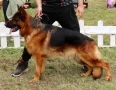 Мъжка немска овчарка с родословие за разплод, снимка 2