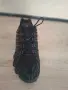 Промоция до 31.10.Продавам нови Nike Shox TL., снимка 2