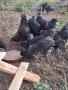 петли на четири месеца, снимка 7