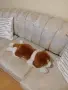 ПЛЮШЕНА ИГРАЧКА КУЧЕНЦЕ, снимка 13