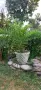 Това е Канарска финикова палма (Phoenix canariensis). , снимка 4