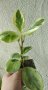 Пеперомия, снимка 1 - Стайни растения - 40812524