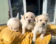 Продавам лабладори , снимка 2