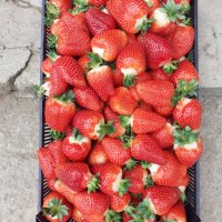 продавам разсад ягоди , снимка 10 - Сортови семена и луковици - 32068824