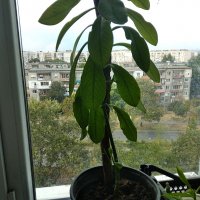 Каучуково дърво 🌲, снимка 1 - Градински цветя и растения - 33923851