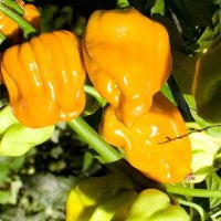 Корен за екзотично люти чушки оранжево хабанеро, снимка 2 - Стайни растения - 42101955