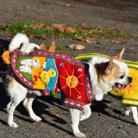  Ръчно бродирани перуански кучешки дрешки различни цветове и размери, снимка 13 - За кучета - 42804804