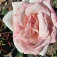 Разсад градинска роза , снимка 13 - Разсади - 37478861