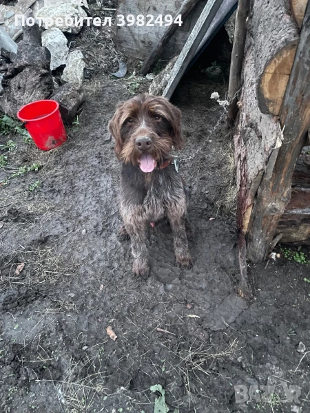 Дратхар на 3 години , снимка 1