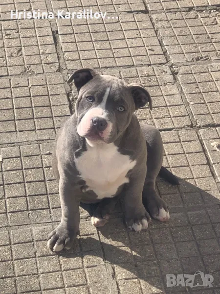 Американско були , снимка 1