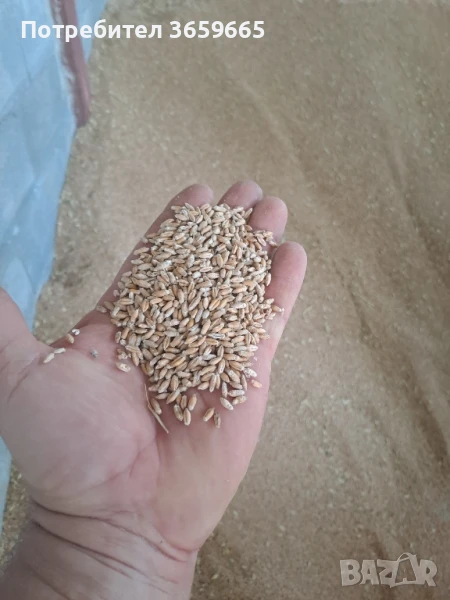 Продавам тритикале за семе, снимка 1