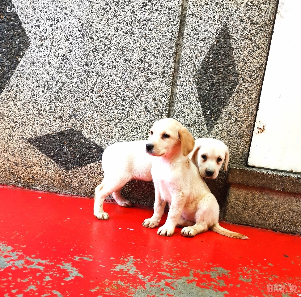 Лабрадор ретривър , снимка 1