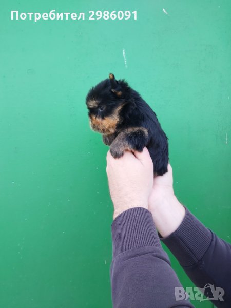 МИНИ ЙОРКШИРСКИ ТЕРИЕР, снимка 1