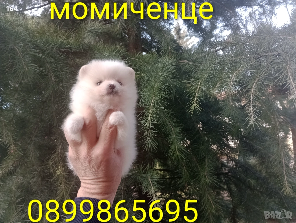 Бели момчета и момиче. Померани., снимка 1