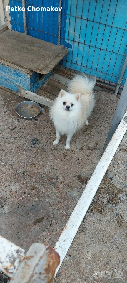 померан, снимка 1