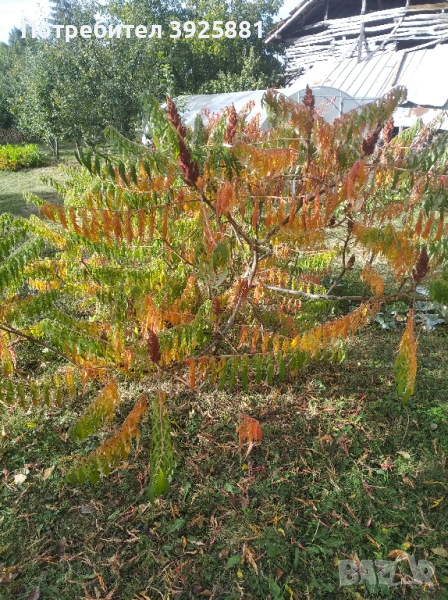 Фиданки Влакнест Шмак - Рустифина (Rhus typhina Dissecta) , снимка 1