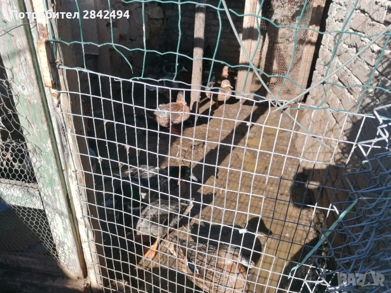 Продавам патици, снимка 1