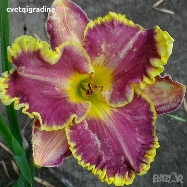 Hemerocallis Excellen (Хемерокалис Отличен), снимка 1