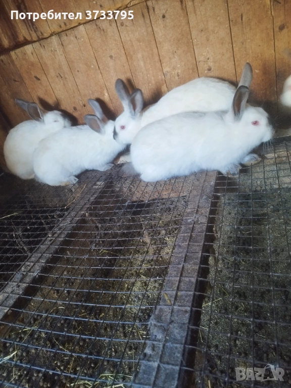 Калифорнийчета, снимка 1