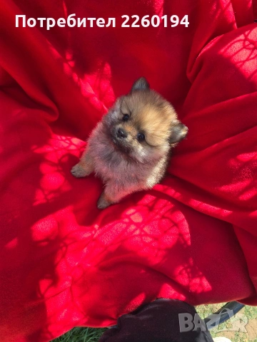 Померан Померанче