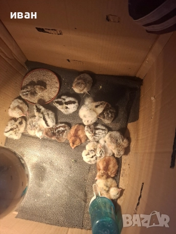 пилета брезета различни цветове, снимка 2 - други­ - 52676290