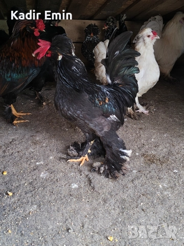 Струмски бантам петли, снимка 6 - други­ - 52673040