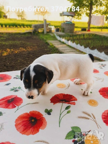 Продавам джак ръсел , снимка 2 - Джак ръсел териер - 54314143