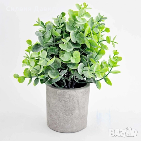 Евкалипт , снимка 13 - Други стоки за дома - 52773885