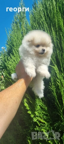 померан, снимка 3 - Померан - 51188764