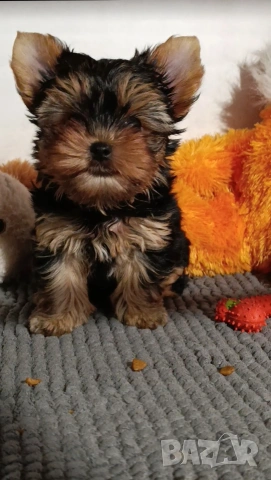 Мини йоркширски териер , снимка 8 - Йоркширски териер - 53051089