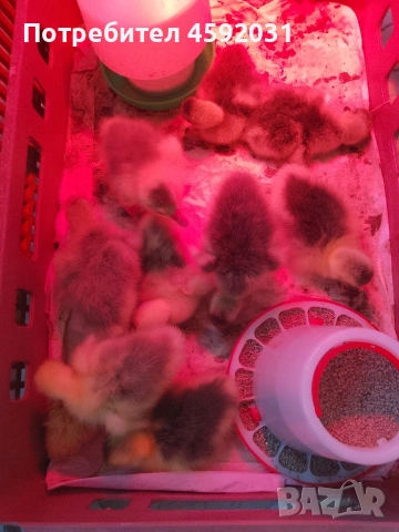 Гъсета, снимка 6 - Патици и гъски - 54228921